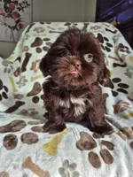 Belle , a female Shih Tzu for sale in Charlotte, NC – 2 of 5