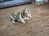 Marshall , a male Miniature Dachshund for sale in Charlotte, NC – 4 of 4