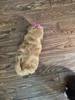 Sadie, a female Shih Tzu for sale in Charlotte, NC – 2 of 5