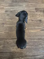 Marnie, a female Miniature Dachshund for sale in Charlotte, NC – 4 of 4