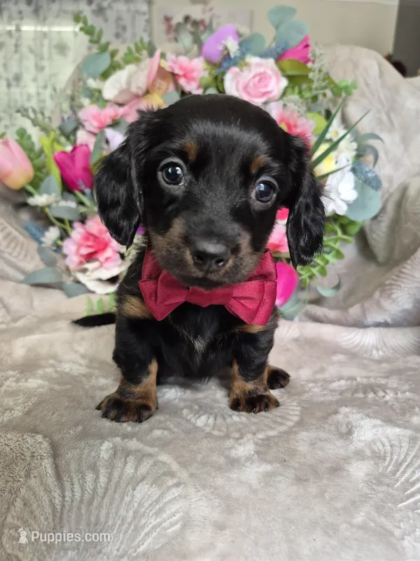 Max – Miniature Dachshund puppy for sale in Charlotte, NC