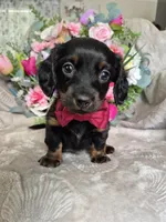 Max, a male Miniature Dachshund for sale in Charlotte, NC – Photo 1 of 6