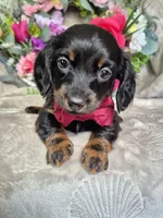 Max, a male Miniature Dachshund for sale in Charlotte, NC – Photo 2 of 6