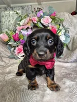 Max, a male Miniature Dachshund for sale in Charlotte, NC – Photo 3 of 6