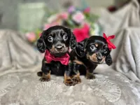 Max, a male Miniature Dachshund for sale in Charlotte, NC – Photo 6 of 6