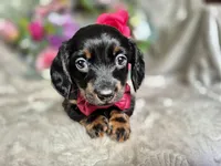 Max, a male Miniature Dachshund for sale in Charlotte, NC – Photo 5 of 6