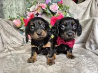 Max, a male Miniature Dachshund for sale in Charlotte, NC – Photo 4 of 6