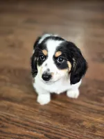 Oreq, a male Miniature Dachshund for sale in Charlotte, NC – Photo 4 of 5