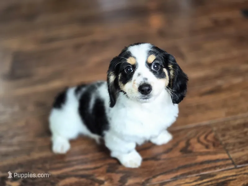 Oreq – Miniature Dachshund puppy for sale in Charlotte, NC