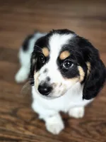 Oreq, a male Miniature Dachshund for sale in Charlotte, NC – Photo 2 of 5