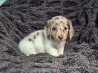 Zues , a male Miniature Dachshund for sale in Charlotte, NC – 4 of 5