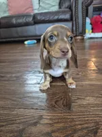 Rose , a female Miniature Dachshund for sale in Charlotte, NC – 6 of 6
