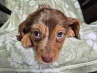 Marshall , a male Miniature Dachshund for sale in Charlotte, NC – 4 of 6