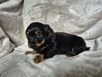 Max, a male Miniature Dachshund for sale in Charlotte, NC – Photo 2 of 4