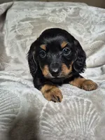 Max, a male Miniature Dachshund for sale in Charlotte, NC – Photo 1 of 4