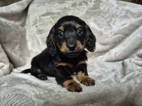Max, a male Miniature Dachshund for sale in Charlotte, NC – Photo 3 of 4