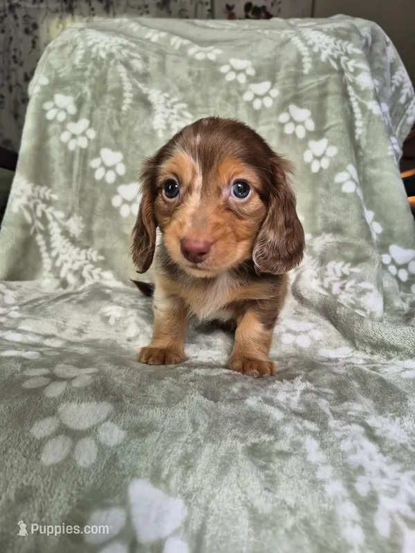 Marshall  – Miniature Dachshund puppy for sale in Charlotte, NC
