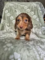 Marshall , a male Miniature Dachshund for sale in Charlotte, NC – 1 of 6