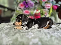 Rose , a female Miniature Dachshund for sale in Charlotte, NC – 5 of 5
