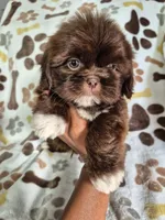Gumball, a male Shih Tzu for sale in Charlotte, NC – 4 of 4