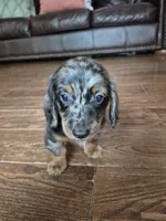Sam, a male Miniature Dachshund for sale in Charlotte, NC – 5 of 5