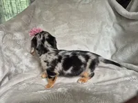 Molly, a female Miniature Dachshund for sale in Charlotte, NC – 2 of 5