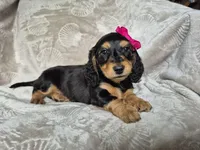 Eve, a female Miniature Dachshund for sale in Charlotte, NC – Photo 1 of 4