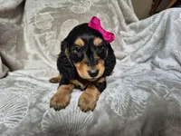 Eve, a female Miniature Dachshund for sale in Charlotte, NC – Photo 3 of 4