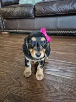 Eve, a female Miniature Dachshund for sale in Charlotte, NC – Photo 4 of 4