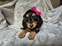 Eve, a female Miniature Dachshund for sale in Charlotte, NC – Photo 2 of 4