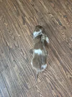 Marshall , a male Miniature Dachshund for sale in Charlotte, NC – 6 of 6
