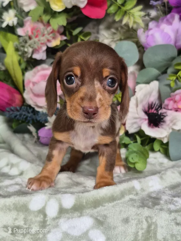 Mollie – Miniature Dachshund puppy for sale in Charlotte, NC