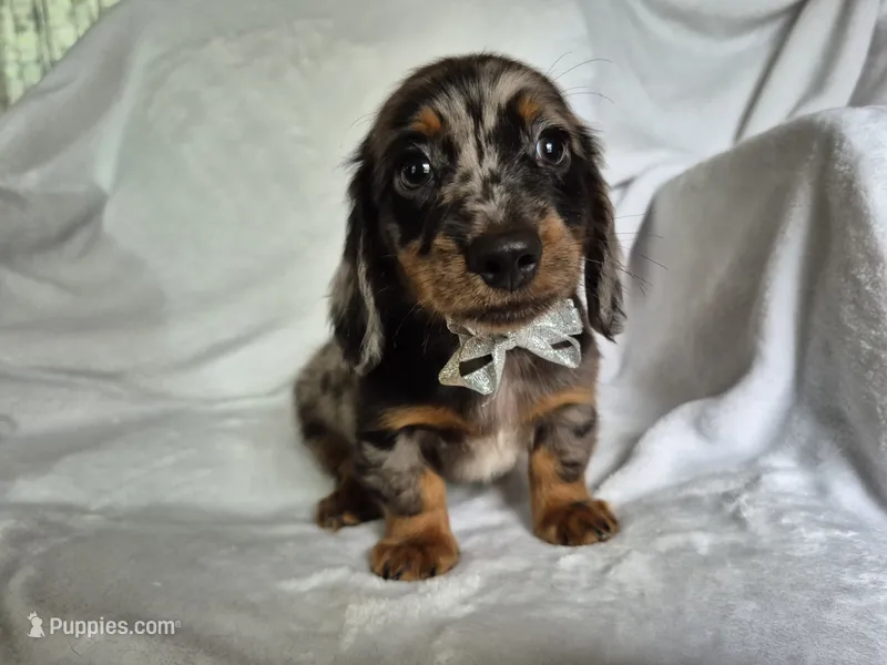 Sam – Miniature Dachshund puppy for sale in Charlotte, NC