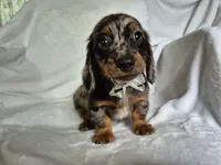 Sam, a male Miniature Dachshund for sale in Charlotte, NC – 1 of 5