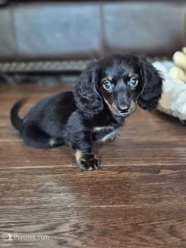 Jasper  – Miniature Dachshund puppy for sale in Charlotte, NC