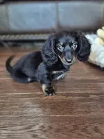 Jasper , a male Miniature Dachshund for sale in Charlotte, NC – 1 of 5