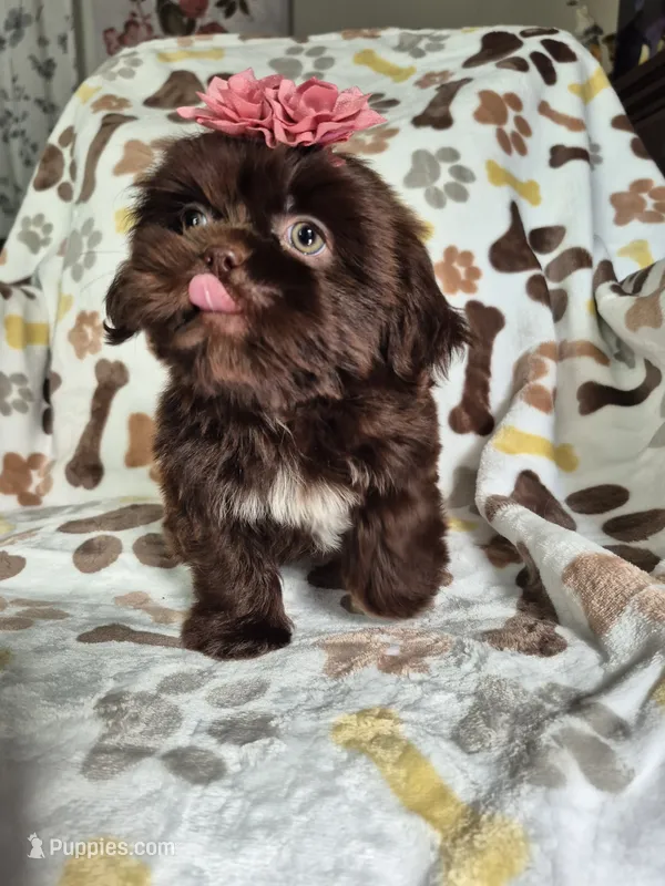 Belle  – Shih Tzu puppy for sale in Charlotte, NC