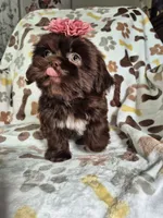 Belle , a female Shih Tzu for sale in Charlotte, NC – 1 of 5