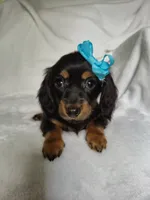 Lily, a female Miniature Dachshund for sale in Charlotte, NC – 5 of 7