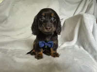 Tiny, a male Miniature Dachshund for sale in Charlotte, NC – 5 of 5