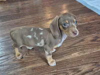 Rose , a female Miniature Dachshund for sale in Charlotte, NC – 2 of 6