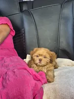 Jax, a male Shih Tzu for sale in Charlotte, NC – 3 of 5