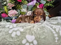 Mollie, a female Miniature Dachshund for sale in Charlotte, NC – 3 of 5