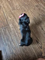 Nala, a female Miniature Dachshund for sale in Charlotte, NC – 5 of 5