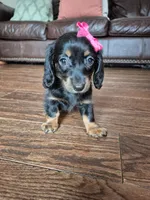Nala, a female Miniature Dachshund for sale in Charlotte, NC – 4 of 5
