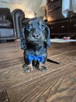 Tiny, a male Miniature Dachshund for sale in Charlotte, NC – 2 of 5