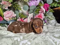 Mollie, a female Miniature Dachshund for sale in Charlotte, NC – 2 of 5