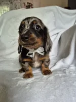 Sam, a male Miniature Dachshund for sale in Charlotte, NC – 2 of 5