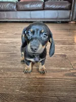 Marnie, a female Miniature Dachshund for sale in Charlotte, NC – 2 of 4