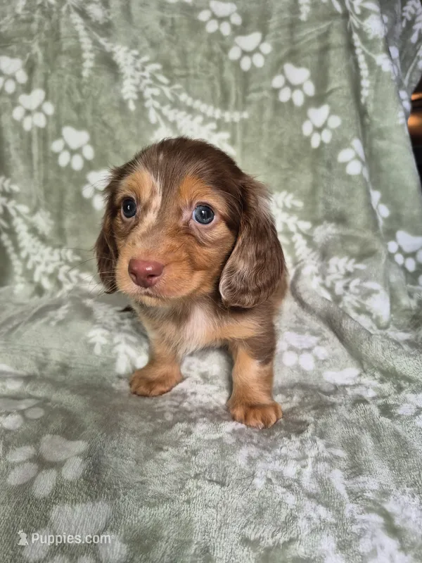 Marshall  – Miniature Dachshund puppy on hold in Charlotte, NC